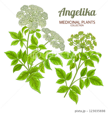 Angelika Plant Colored Detailed Illustration. 123035698