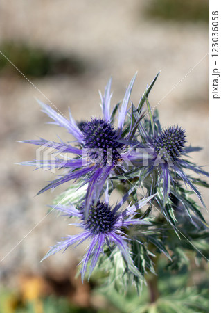 Eryngium alpinum, alpine sea holly, alpine eryngo or queen of the Alps herbaceous perennial plant in the family Apiaceae. 123036058