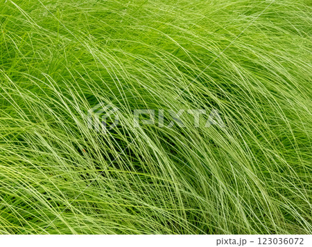 Miscanthus sinensis grass fine arching foliage Miscanthus sinensis grass fine arching foliage 123036072