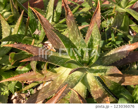 Aloe maculata, aloe saponaria, soap aloe or zebra aloe succulent plant. 123036076