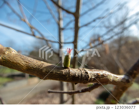Corylus avellana or common hazel female flower close-up. 123036077