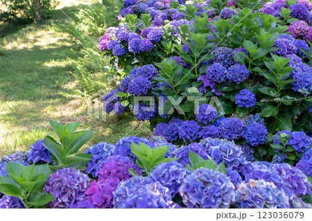 Dark blue hydrangea flowering plants in the shady garden 123036079