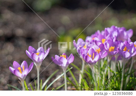 Crocus tommasinianus, woodland crocus, early crocus or Tommasini's crocus purple flowers in the sunny spring garden 123036080