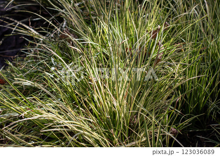 Acorus gramineus,Japanese sweet flag, Japanese rush, grassy-leaved sweet flag or grass-leaf sweet flag ornamental groundcover plant 123036089