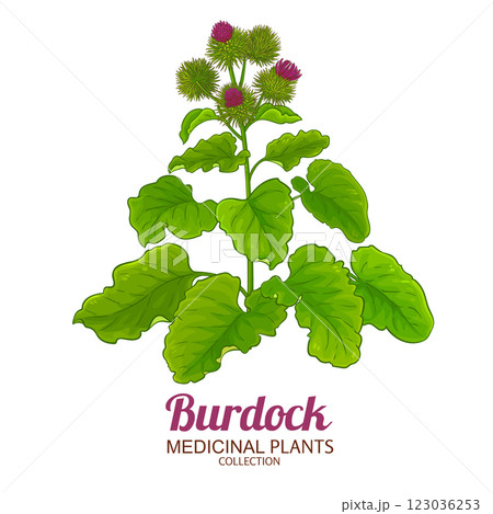 Burdock Plant Colored Detailed Illustration Burdock Plant Colored Detailed Illustration 123036253