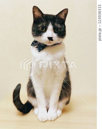 正面を見る猫 正面を見る猫 123036315