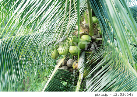 Lush palm leaves surround clusters of green coconuts in a vibrant jungle setting in Thailand. Lush palm leaves surround clusters of green coconuts in a vibrant jungle setting in Thailand. 123036548
