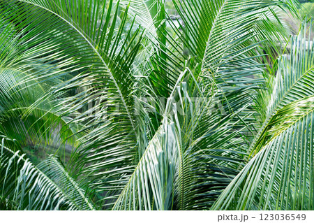 Lush palm leaves create a rich green scene typical of Thailand's serene jungles. Lush palm leaves create a rich green scene typical of Thailand's serene jungles. 123036549