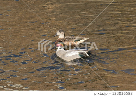 泳ぐヨシガモ 泳ぐヨシガモ 123036588