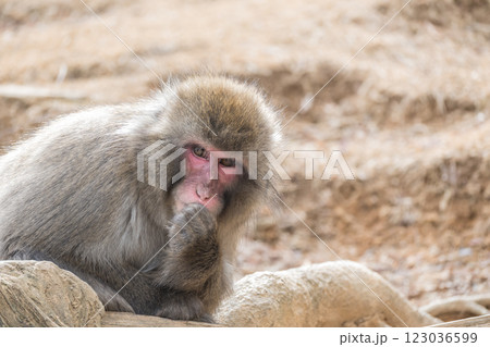 ニホンザル　嵐山モンキーパークいわたやま 123036599