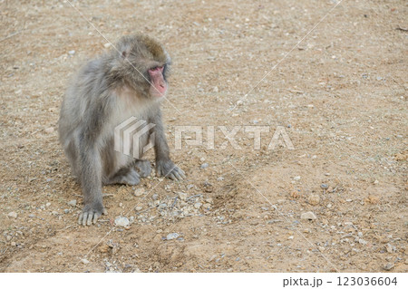 ニホンザル　嵐山モンキーパークいわたやま 123036604