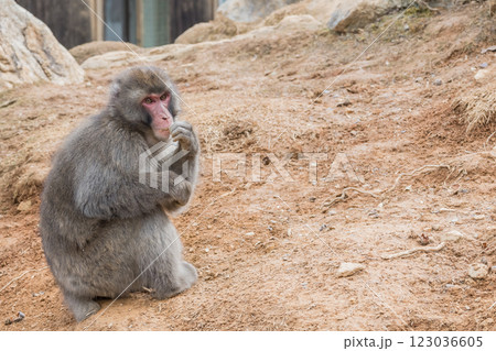 ニホンザル　嵐山モンキーパークいわたやま 123036605