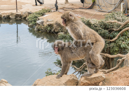 交尾するニホンザル　嵐山モンキーパークいわたやま 123036608