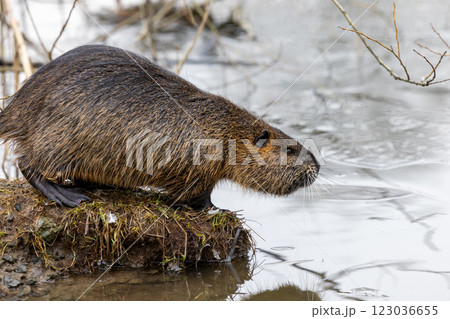 A nutria or coypu (Myocastor coypus) stands on the bank of a pond A nutria or coypu (Myocastor coypus) stands on the bank of a pond 123036655
