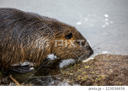 A nutria or coypu (Myocastor coypus) stands on the bank of a frozen pond A nutria or coypu (Myocastor coypus) stands on the bank of a frozen pond 123036656