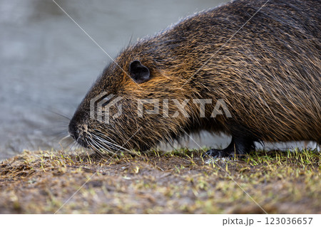 A nutria or coypu (Myocastor coypus) walks along the bank of a pond 123036657