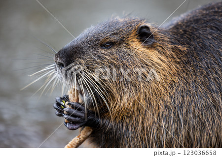 A nutria or coypu (Myocastor coypus) nibbles on a slice of bread on the bank of a pond 123036658
