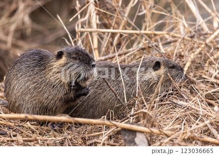 Two nutrias or coypus (Myocastor coypus) sitting in dry grass 123036665