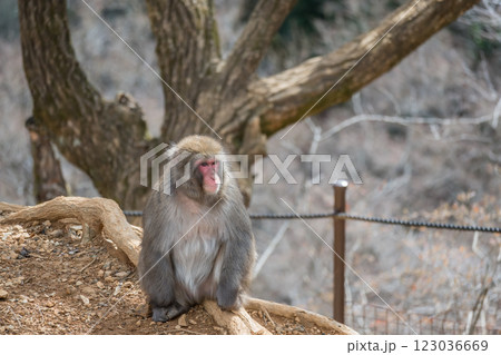 ニホンザル　嵐山モンキーパークいわたやま 123036669
