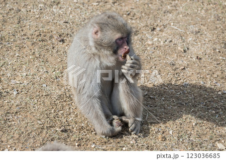 おやつを食べるニホンザル 嵐山モンキーパークいわたやま おやつを食べるニホンザル 嵐山モンキーパークいわたやま 123036685