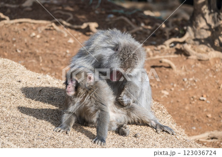 毛づくろいするニホンザル　嵐山モンキーパークいわたやま 123036724