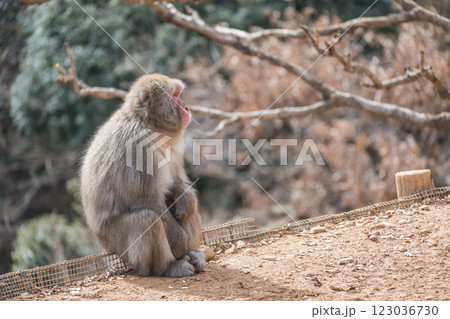 ニホンザル　嵐山モンキーパークいわたやま 123036730