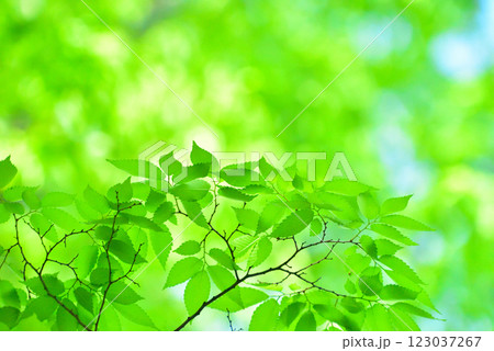 爽やか春の芽吹き 新緑 123037267
