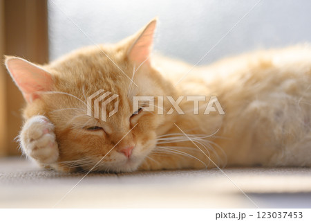 陽だまりの中で眠るマンチカン ふわふわ猫の癒し時間 123037453