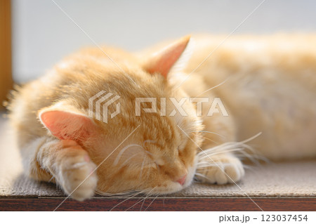 ぽかぽか日向ぼっこ 眠るマンチカンの幸せな瞬間 123037454