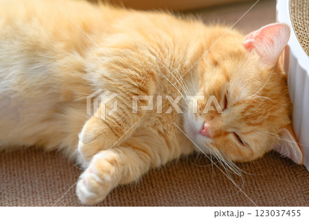 愛らしいマンチカン ふわふわの毛並みと寝顔 愛らしいマンチカン ふわふわの毛並みと寝顔 123037455