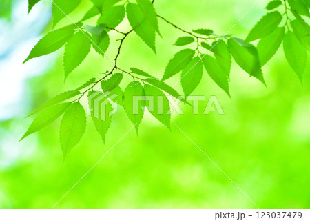 爽やか春の芽吹き 新緑 爽やか春の芽吹き 新緑 123037479
