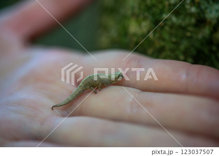 マダガスカル　カメレオン 123037507