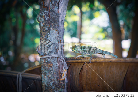 マダガスカル　カメレオン 123037513
