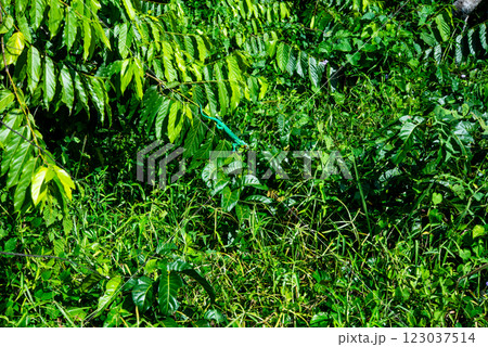 マダガスカル　カメレオン 123037514