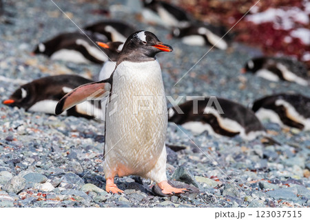 Close-up of a Gentoo Penguin on Trinity Island. 123037515