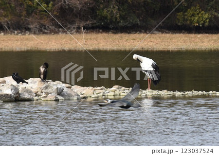 大阪伊丹空港離陸コース直下 日本列島が目印 飛行機と野鳥が舞う 都会のオアシス伊丹昆陽池公園 大阪伊丹空港離陸コース直下 日本列島が目印 飛行機と野鳥が舞う 都会のオアシス伊丹昆陽池公園 123037524