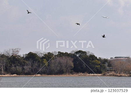 大阪伊丹空港離陸コース直下 日本列島が目印 飛行機と野鳥が舞う 都会のオアシス伊丹昆陽池公園 大阪伊丹空港離陸コース直下 日本列島が目印 飛行機と野鳥が舞う 都会のオアシス伊丹昆陽池公園 123037529