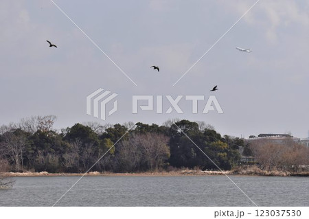 大阪伊丹空港離陸コース直下 日本列島が目印 飛行機と野鳥が舞う 都会のオアシス伊丹昆陽池公園 大阪伊丹空港離陸コース直下 日本列島が目印 飛行機と野鳥が舞う 都会のオアシス伊丹昆陽池公園 123037530