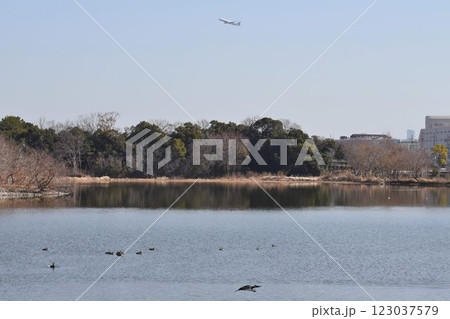 大阪伊丹空港離陸コース直下 日本列島が目印 飛行機と野鳥が舞う 都会のオアシス伊丹昆陽池公園 大阪伊丹空港離陸コース直下 日本列島が目印 飛行機と野鳥が舞う 都会のオアシス伊丹昆陽池公園 123037579