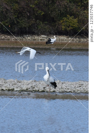 大阪伊丹空港離陸コース直下 日本列島が目印 飛行機と野鳥が舞う 都会のオアシス伊丹昆陽池公園 大阪伊丹空港離陸コース直下 日本列島が目印 飛行機と野鳥が舞う 都会のオアシス伊丹昆陽池公園 123037746