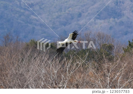 大阪伊丹空港離陸コース直下 日本列島が目印 飛行機と野鳥が舞う 都会のオアシス伊丹昆陽池公園 大阪伊丹空港離陸コース直下 日本列島が目印 飛行機と野鳥が舞う 都会のオアシス伊丹昆陽池公園 123037783