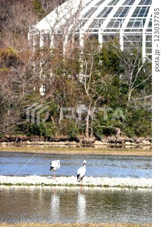 大阪伊丹空港離陸コース直下 日本列島が目印 飛行機と野鳥が舞う 都会のオアシス伊丹昆陽池公園 大阪伊丹空港離陸コース直下 日本列島が目印 飛行機と野鳥が舞う 都会のオアシス伊丹昆陽池公園 123037785