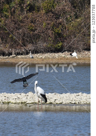 大阪伊丹空港離陸コース直下　日本列島が目印　飛行機と野鳥が舞う　都会のオアシス伊丹昆陽池公園 123037788