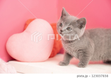ピンクバックとハートとシャルトリューの仔猫 123037838