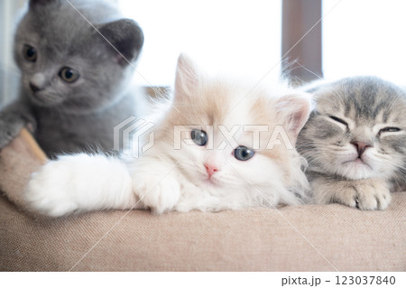 スコティッシュフォールドとシャルトリューの仔猫 スコティッシュフォールドとシャルトリューの仔猫 123037840