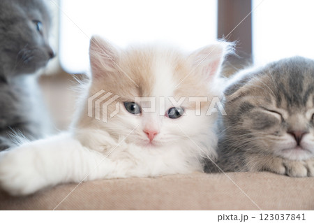 スコティッシュフォールドとシャルトリューの仔猫 スコティッシュフォールドとシャルトリューの仔猫 123037841