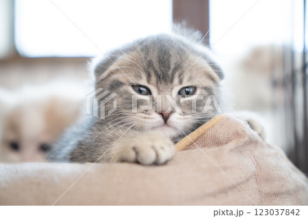 ケージに入ったスコティッシュフォールドの仔猫 123037842