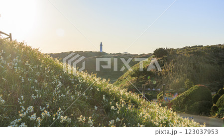 下田市の爪木崎の冬 123037953