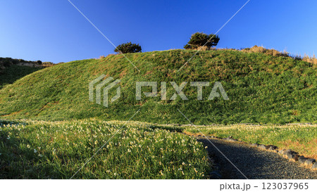 下田市の爪木崎の冬 123037965