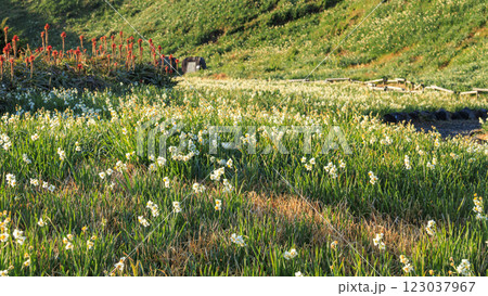 下田市の爪木崎の冬 123037967
